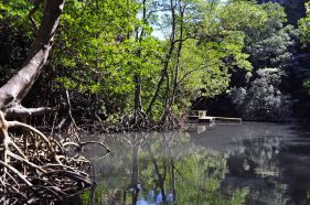 Mangrove, Samana