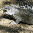 Leguan på Curacao