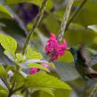 Colibri i Costa Rica´s Jungle