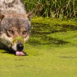 Ulv. Fotograferet i skandinavisk dyrepark