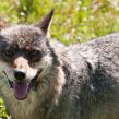 Ulv. Fotograferet i skandinavisk dyrepark