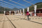 Kaffebønnerne bliver hele tiden vendt medens de tørrer i solen. arabica beans sun drying