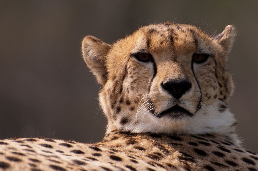 Gepard fotograferet i Ree park